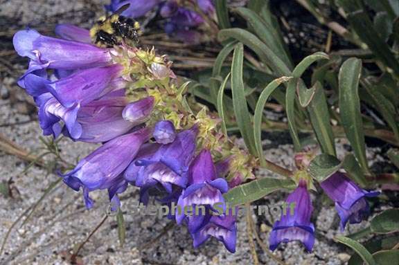 penstemon speciosus 2 graphic